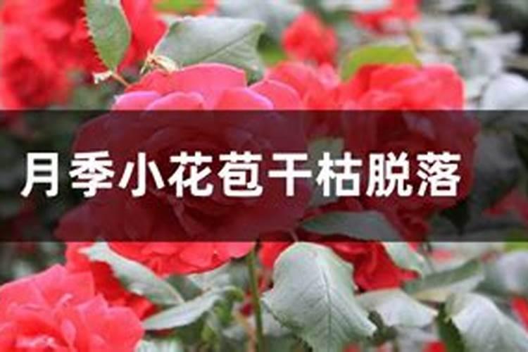 月季长花苞后怎么施肥