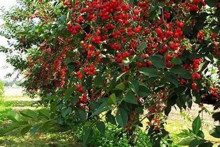 樱桃底肥化肥怎么用