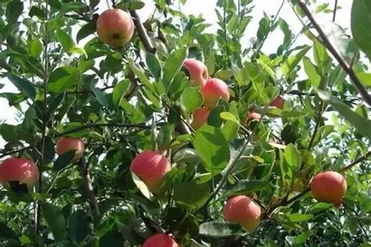 苹果树追肥用什么肥料好
