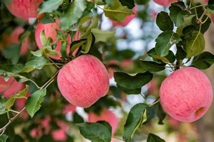 果树冲施肥如何正确使用