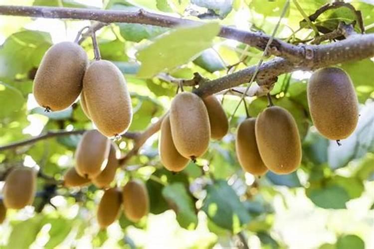 猕猴桃什么时间施叶面肥好猕猴桃施肥时间和方法