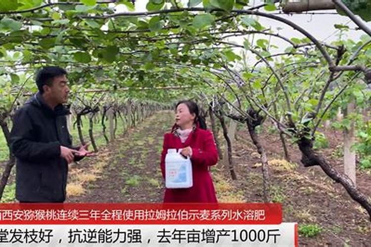 猕猴桃高钾水溶肥什么时候施最好？