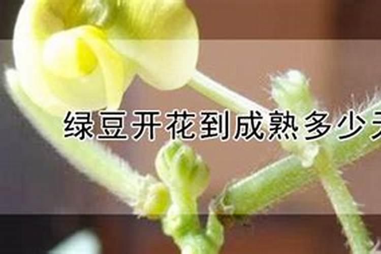 辣椒开花了要怎样浇水施肥