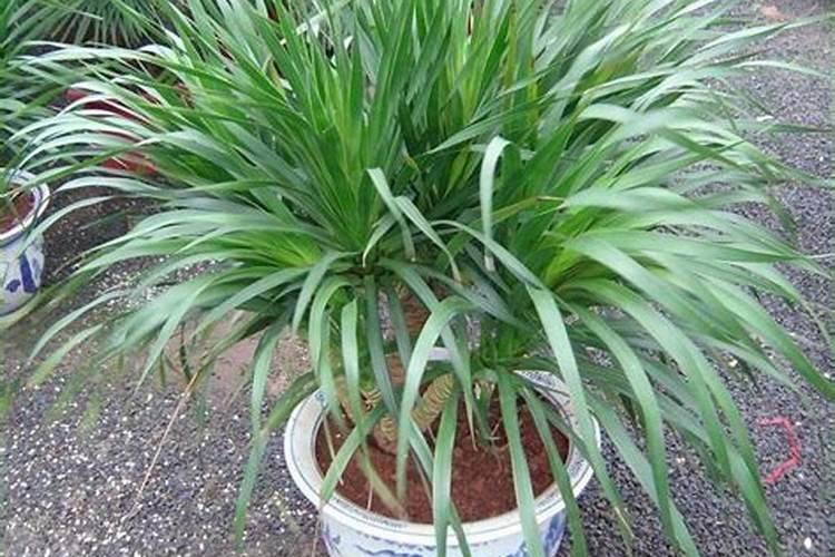 荷兰铁养殖方法是什么？