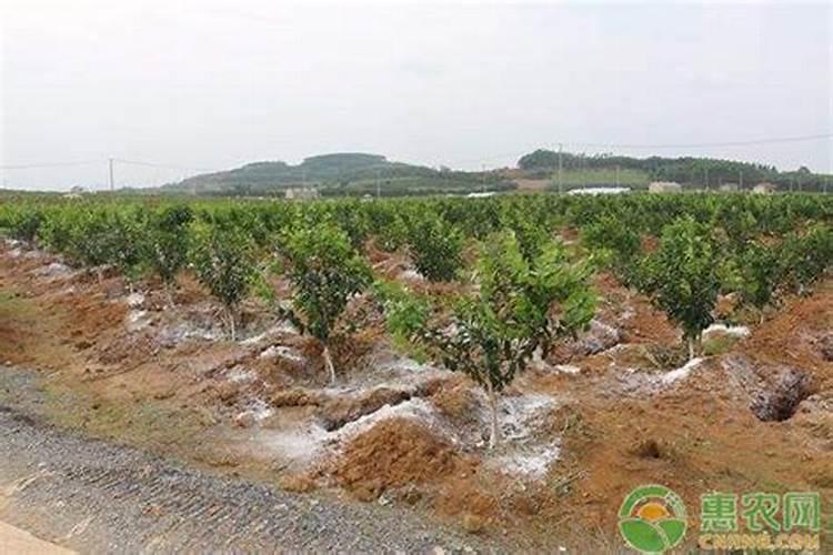 为什么豆类植物不需要施氮肥