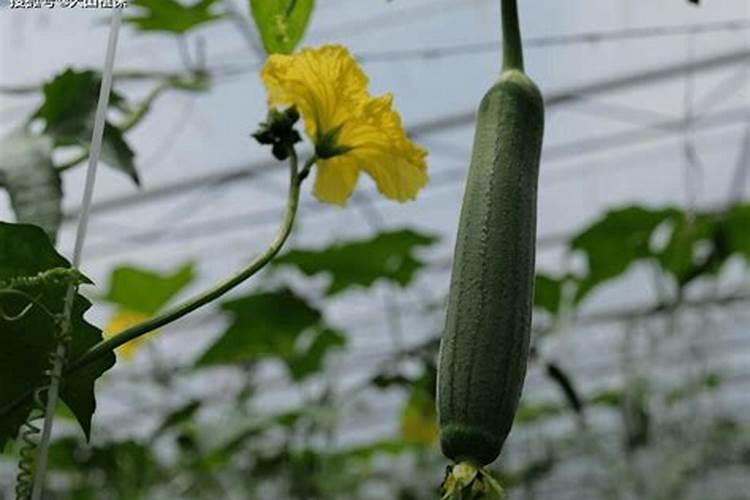 自己种的葱拿什么施肥 施什么肥长的又快又好