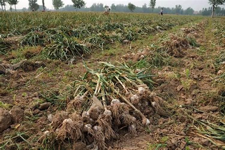 种植葱和大蒜用啥肥料好？记住三用三不用