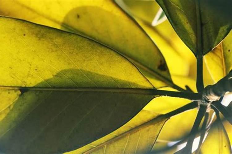 芒果挂果期喷什么叶面肥结果多？芒果座果期哪些肥料可以用作基肥？