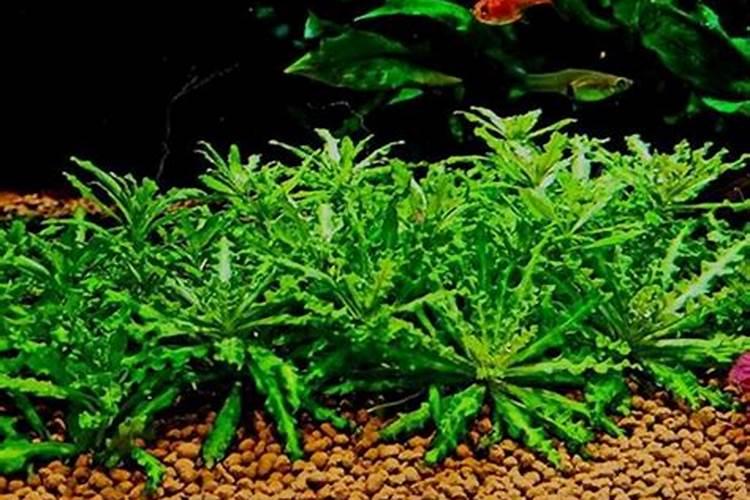 山东可以种植雪莲果吗