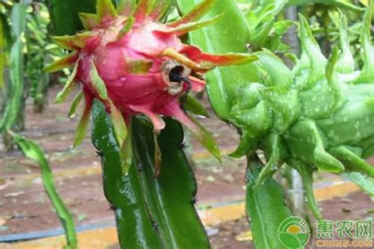 火龙果春天怎么养？
