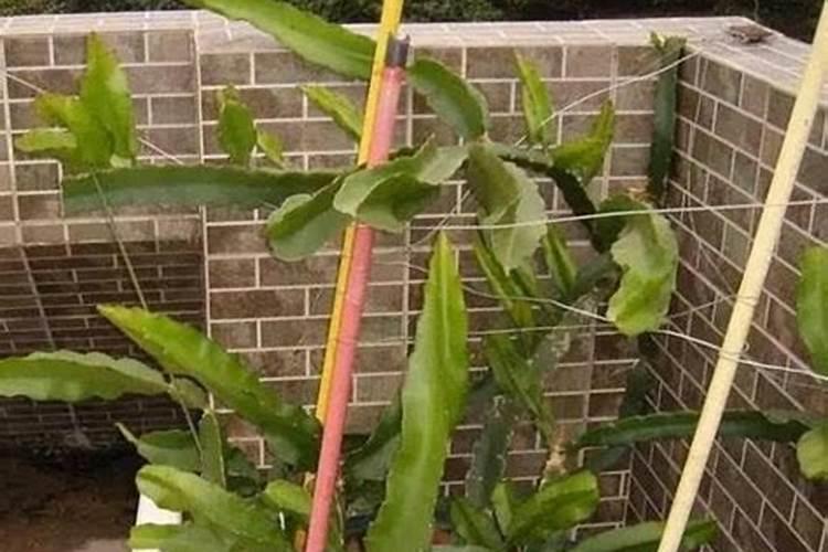 火龙果用什么肥料最好