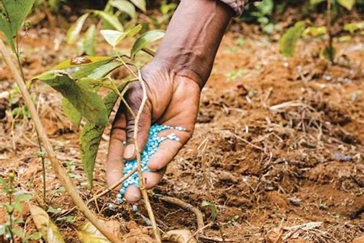 常用氮肥有哪些类型？各有什么特点？