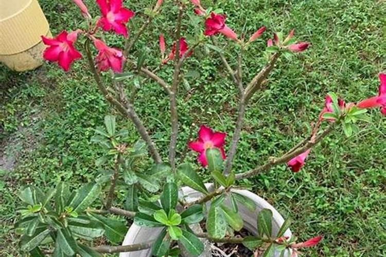 水盐体系硫酸钾缺点