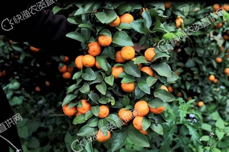 柑橘结果期专用增产叶面肥料？柑橘膨大期叶面喷什么好？
