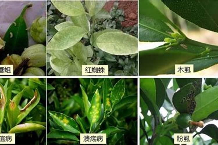 脐橙增甜有哪些方法