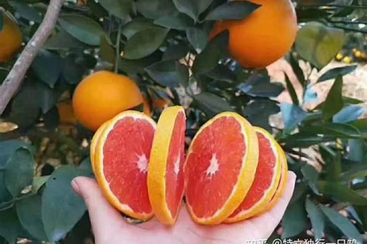 脐橙采果后喷什么叶面肥好