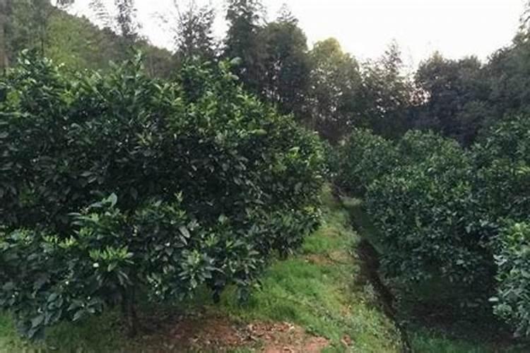 脐橙采果后喷什么叶面肥好