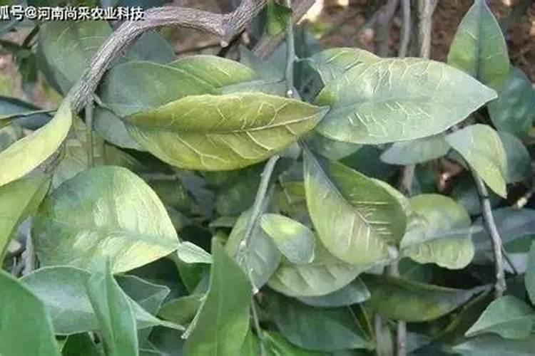 脐橙开花后怎么养 脐橙开花后如何养