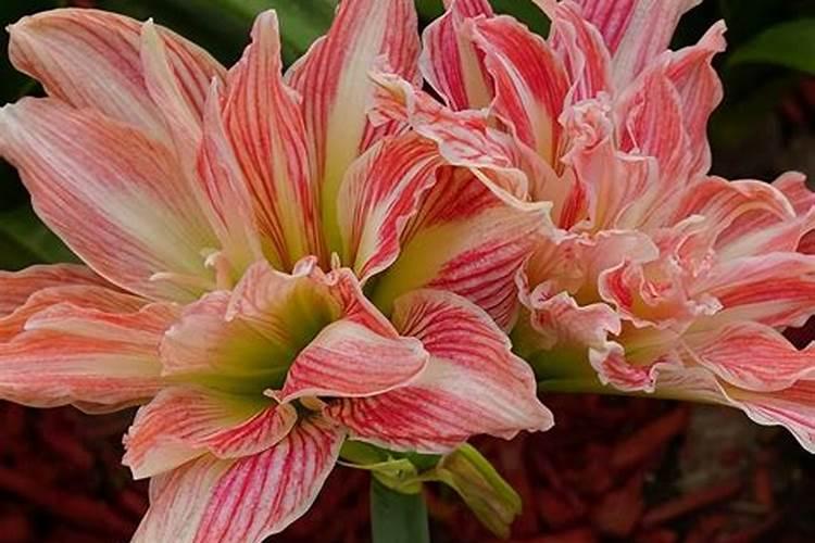 磷酸二氢钾怎么浇花