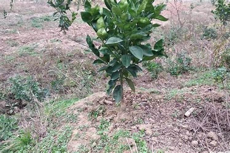 脐橙定植方法 脐橙应该怎么养殖好