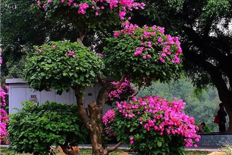 西瓜苗期管理技术,西瓜种植用什么基肥