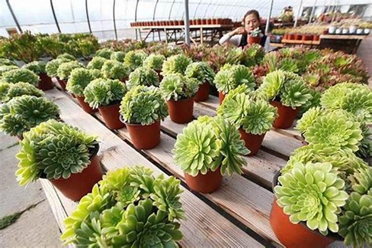 磷肥与水泥的区别