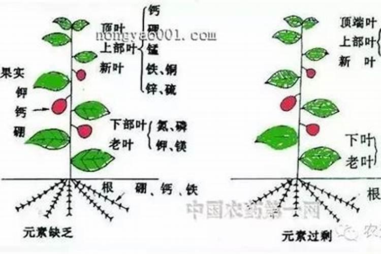 什么是磷肥和钾肥