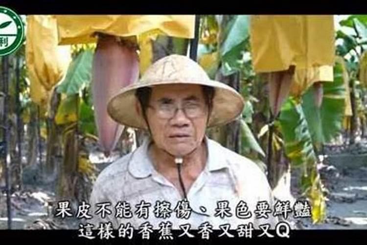 香蕉怎么高产种植 香蕉养殖时怎么施肥浇水