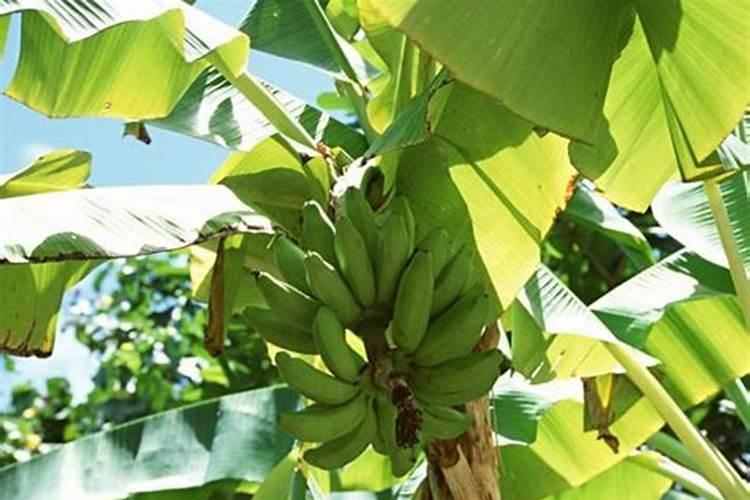 香蕉施什么肥最好
