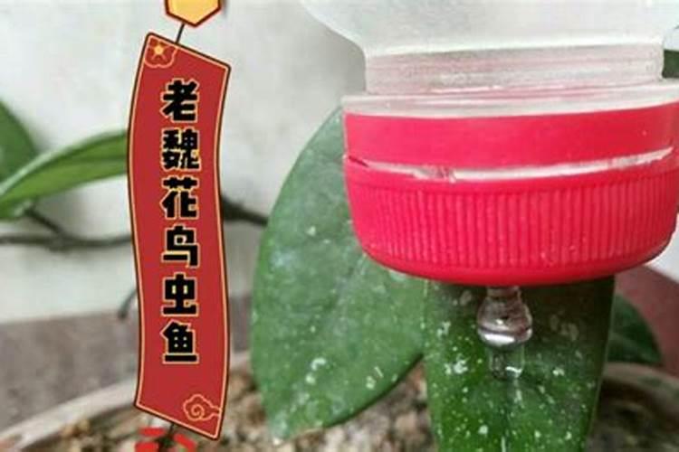 常见的浇花的钾肥和磷肥是什么