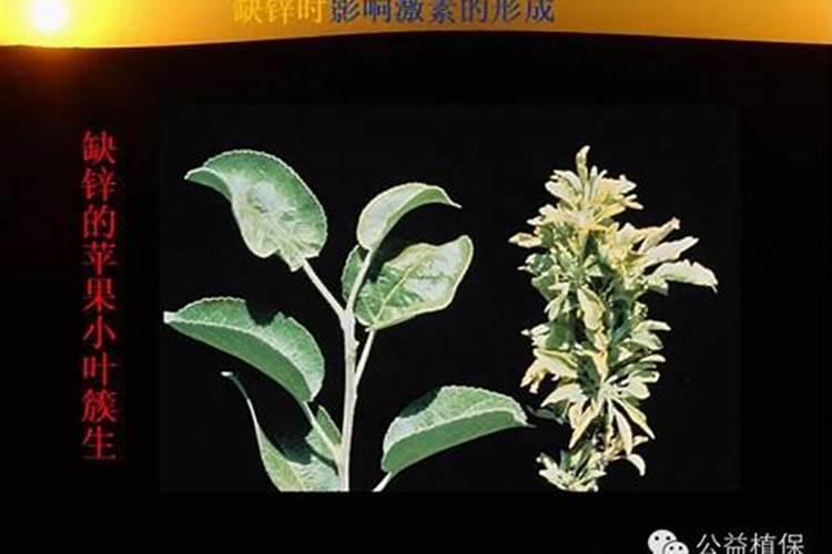 锌肥叶面喷施注意事项