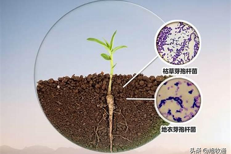 矿源黄腐酸钾加哈慈木霉菌加枯草芽孢杆菌能预防炸果吗