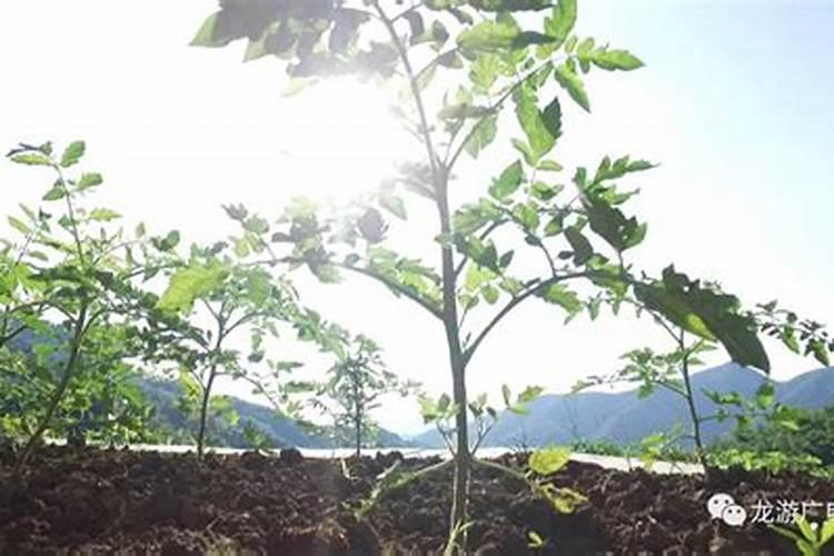 种菜放了复合肥属于无公害蔬菜吗