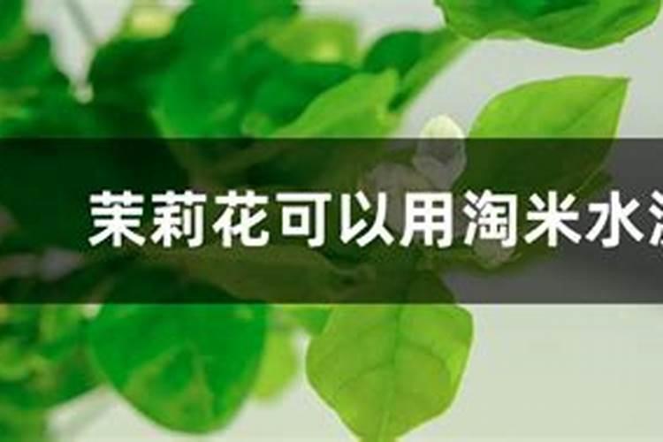 茉莉浇什么肥料合适