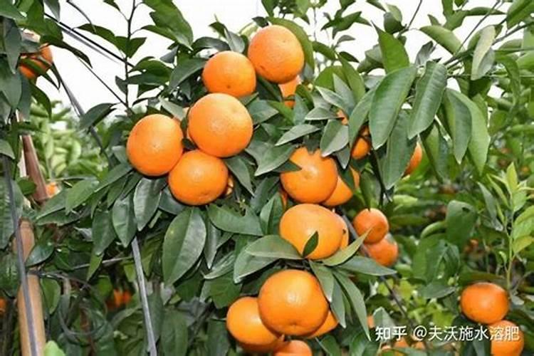 种植沃柑施肥时间和方法