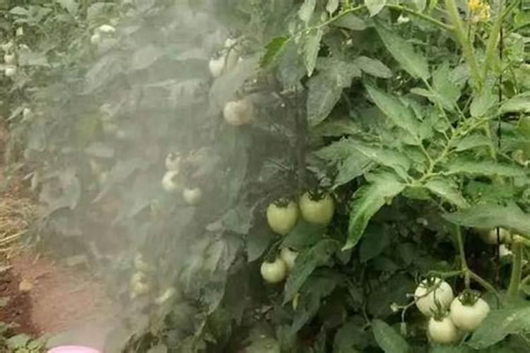 西红柿用什么叶面肥比较好