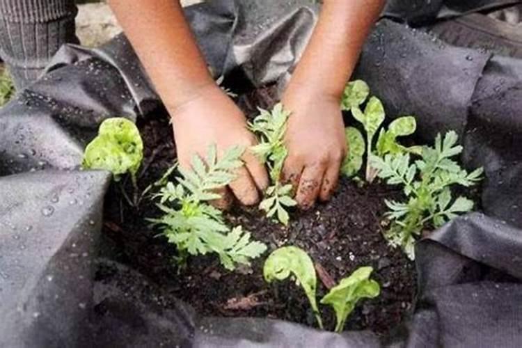 种花肥料:骨粉、马掌哪个好用