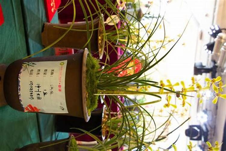 兰花用什么肥可以多开花