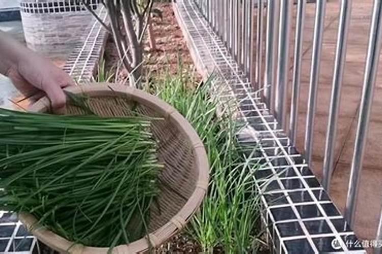 韭菜冲施冲什么肥合适？韭菜能冲施吃的丐片吗