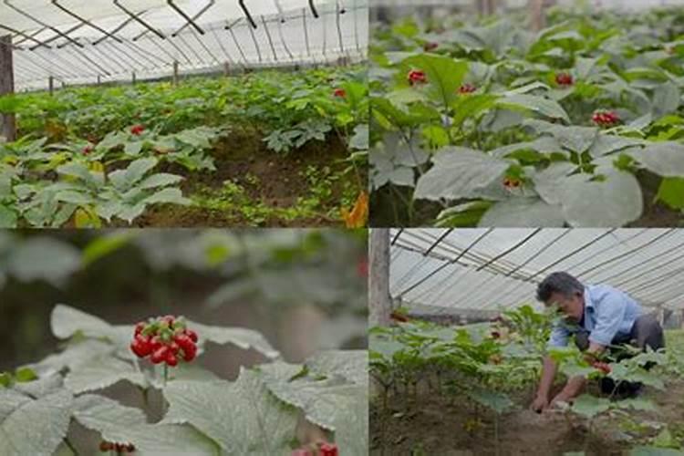 如何让释迦果不爆裂