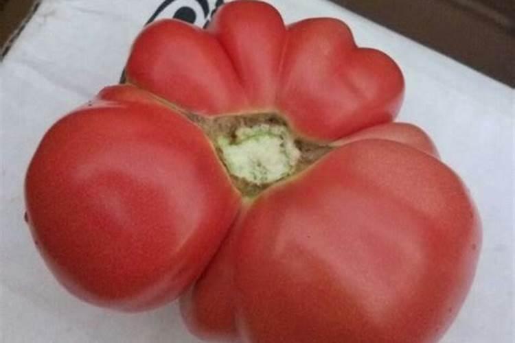 番茄中后期用什么肥料膨果啊