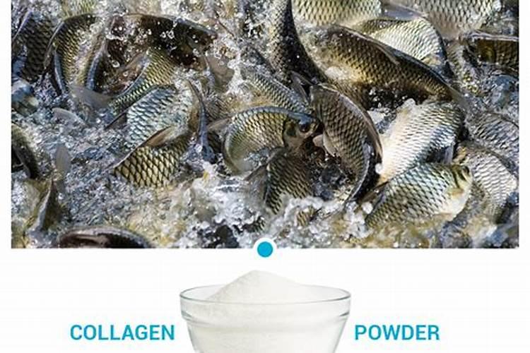 苹果施基肥用鱼蛋白好吗