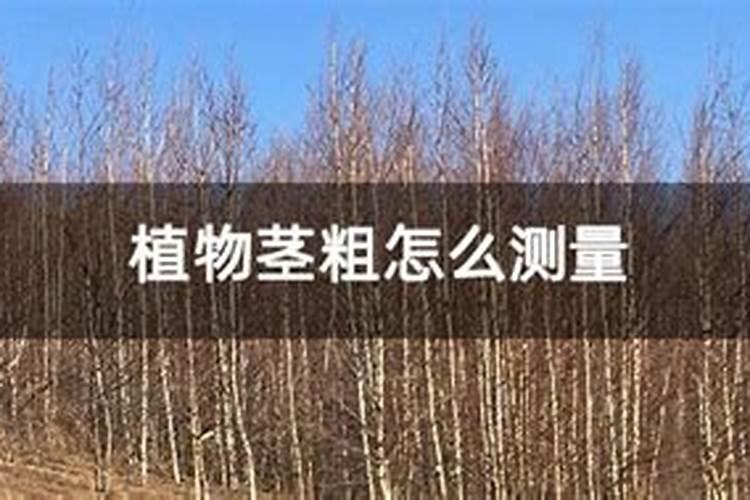 钾肥对植物的作用