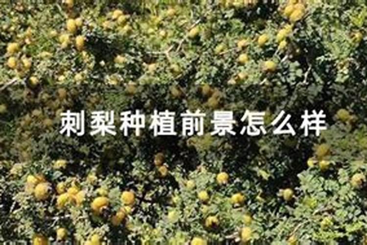 幸福树如何让茎变粗