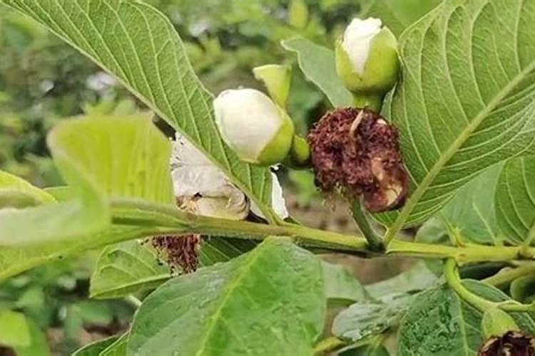 芭乐的施肥方法