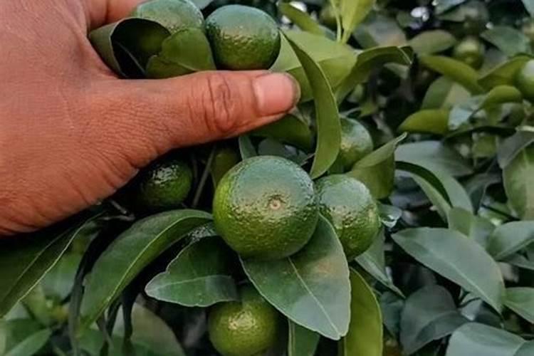 沙糖桔该几月份放钾肥 正确使用方法有哪些