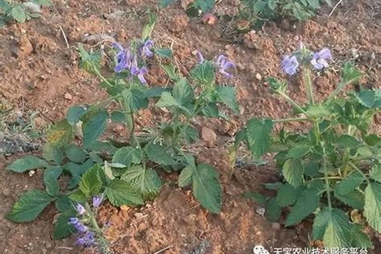 中药材地黄种植如何高产？地黄膨大增产如何追肥能增产50%以上。百度知 ...