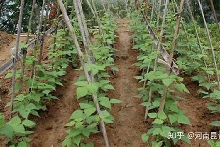 豆角施肥时间及方法