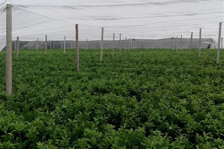 沙糖桔结果树喷什么叶面肥