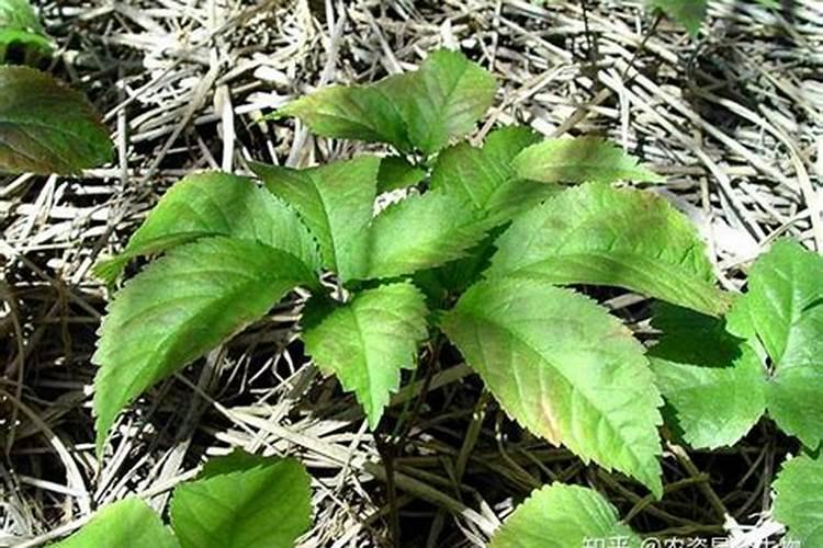 中药材西洋参膨大用什么肥料？如何防治病虫害？如何生根壮根？百度知 ...